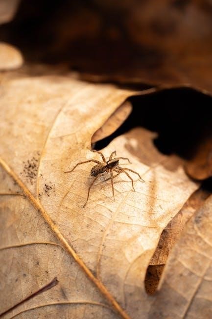 legend of the christmas spider pdf